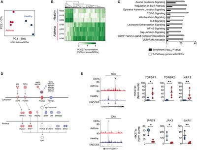 Profiling of H3K27Ac Reveals the Influence of Asthma on the Epigenome of the Airway Epithelium